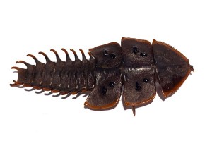 Platerodrilus foliaceus